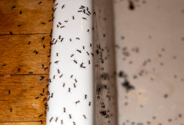 Best Flea Control Services  in Bowling Green, FL
