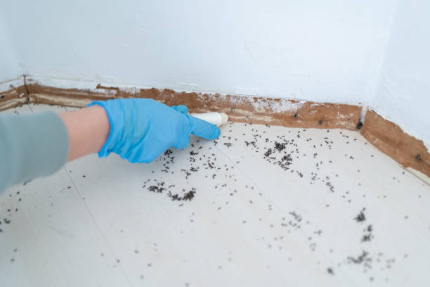 Flea Control Services in Bowling Green, FL